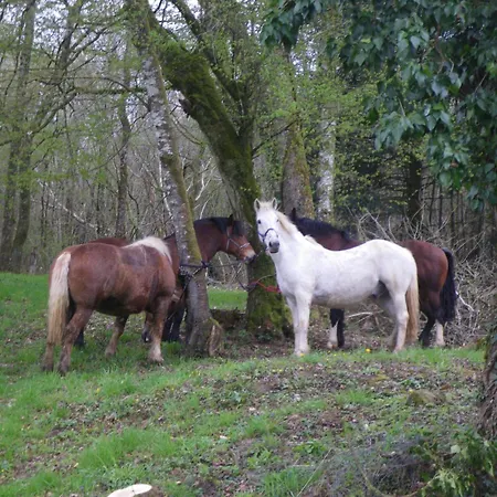 Triple Du Grand Sapin Frühstückspension Chaudenay (Haute-Marne)