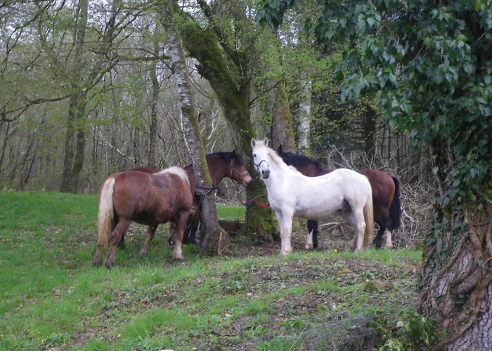 Triple Du Grand Sapin Bed and breakfast Chaudenay (Haute-Marne)